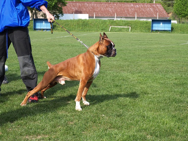 www.atibox.net * www.euroboxer.eu * www.boxergenealogia.eu